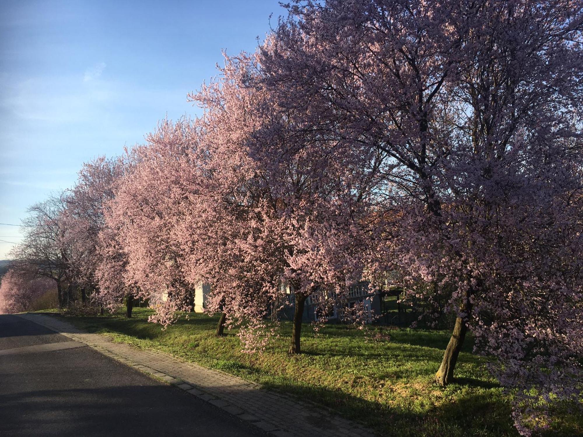 Mecseki Farkaslak Villa Magyarhertelend Bagian luar foto